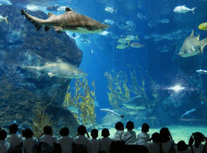 Bring your kid to see the wonder of sea creatures @ Bangkok Sea Life Ocean World
