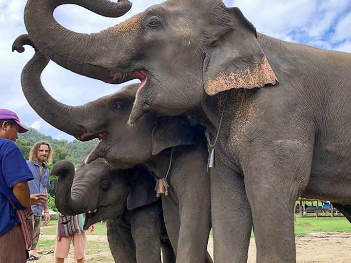 Meet these adorable elephants @Living Green Foundation