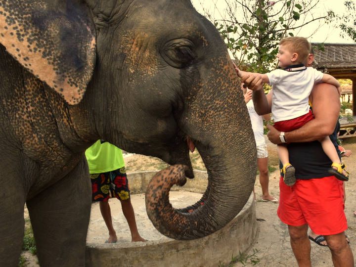 Elephant Jungle Sanctuary Phuket is a good place for your family