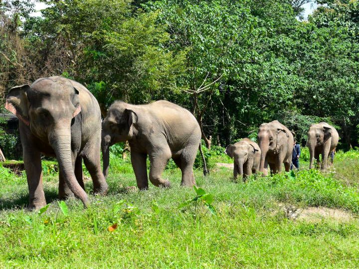 Come to see the lovely creatures in their natural habitat, here at Elephant Jungle Sanctuary Chiang Mai