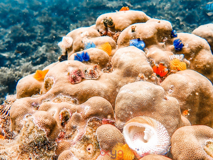 Journey through the vibrant sea