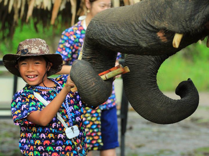 Elephant feeding @Kanta Elephant Sanctuary