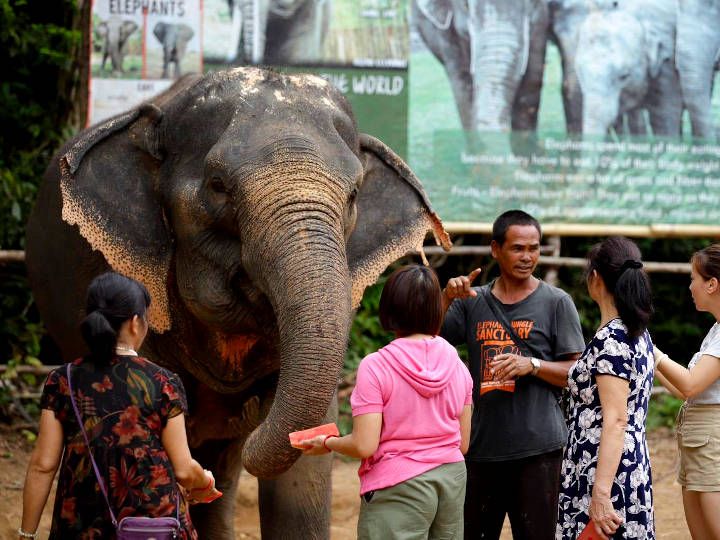Learn about the lovely creature @Elephnat Jungle Sanctuary Phuket