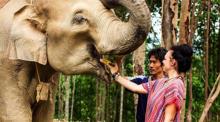 Elephant Jungle Sanctuary Pattaya - Feed Me, 1 Hour | $19.30 - Book