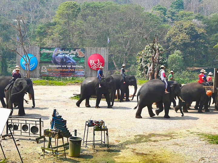 Elephant show at Mae Tang Elephant Camp
