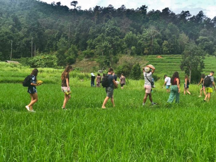 Walk Through a Paddy Field to the Sanctuary