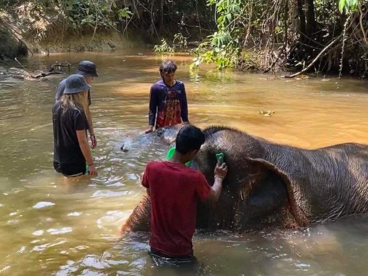 Elephant Bathing