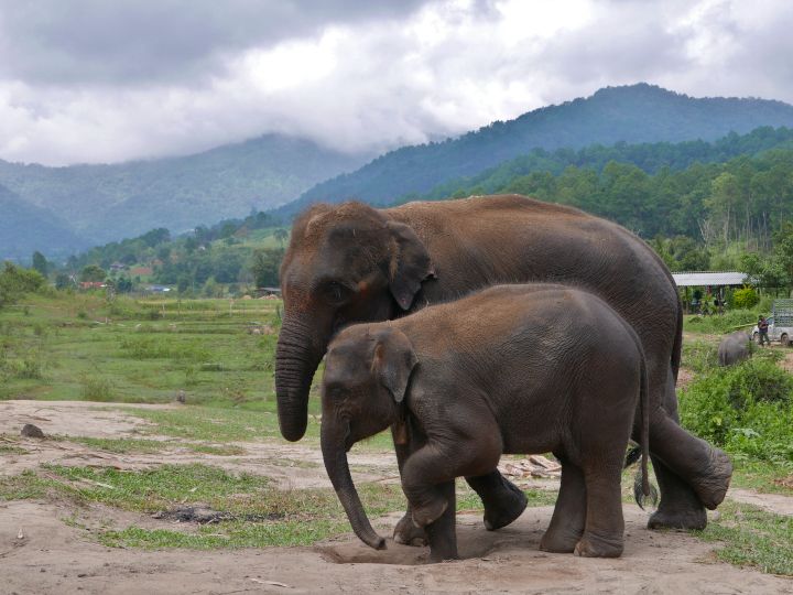 Visit an ethical elephant sanctuary